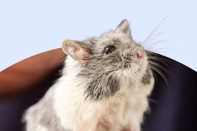 Small Animal