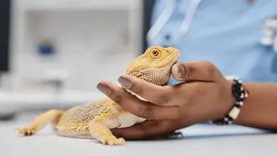 Reptile