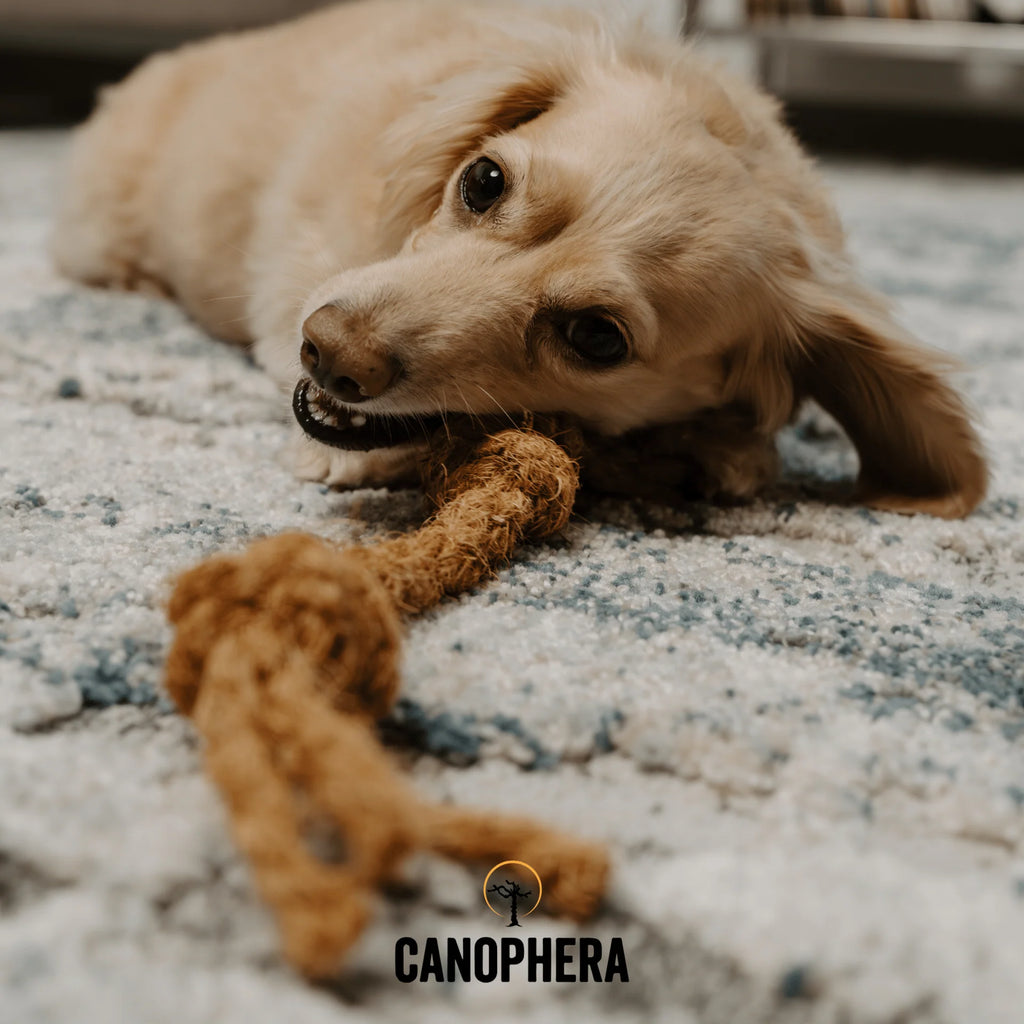 Coconut Rope Toys - CocoRing
