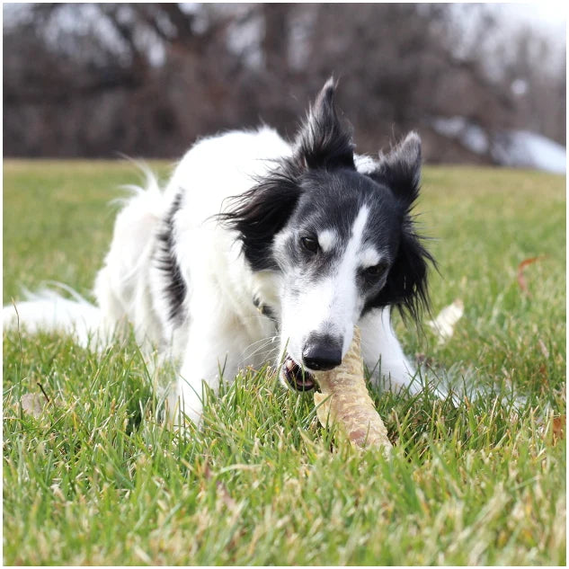 6" Beef Trachea (Bulk)